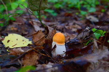 A young orange-headed boletus among withered brown foliage