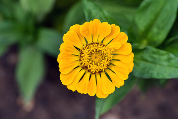 Beautiful yellow flower in the garden, Dahlia-flowered zinnia, Zinnia, Common Zinnia, Elegant zinnia.