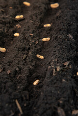 growing seeds of vegetable on sowing soil at garden metaphor gardening, agriculture concept.