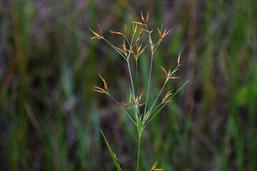 Wild grass in the grassy swamp