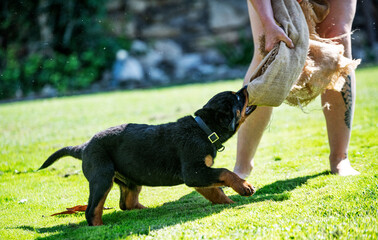 training of puppy rottweiler