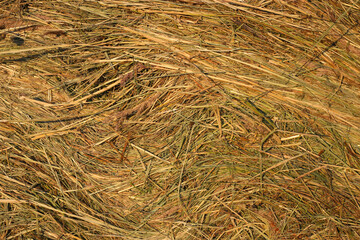 Close up of hay background texture