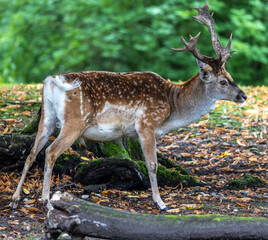 The fallow deer, Dama mesopotamica is a ruminant mammal
