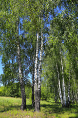 Fototapeta premium Beautiful birch trees at the edge of the forest