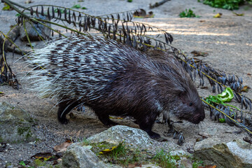 Indian crested Porcupine, Hystrix indica in a german nature park