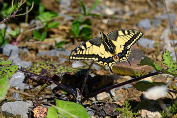 Yellow swallowtail // Schwalbenschwanz (Papilio machaon)