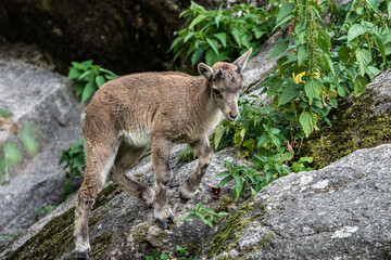 Young baby mountain ibex or capra ibex on a rock