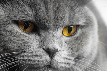 gray british shorthair cat with beautiful eyes on a white background