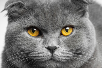 gray british shorthair cat with beautiful eyes on a white background