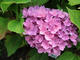 pink peony bush