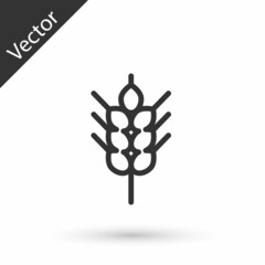 Grey line Cereals set with rice, wheat, corn, oats, rye, barley icon isolated on white background. Ears of wheat bread symbols. Vector