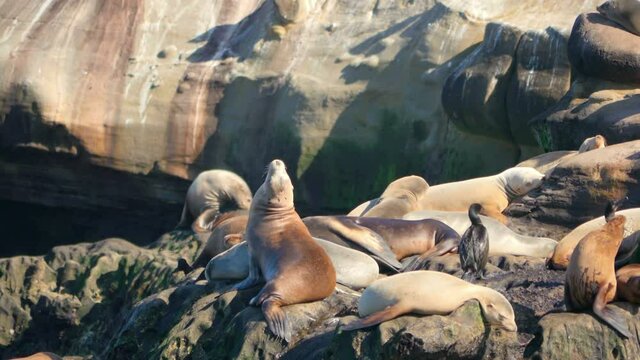 Seals relax on the rock in 4k