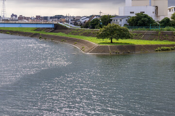 2つの川の合流点の洲にある一本の木