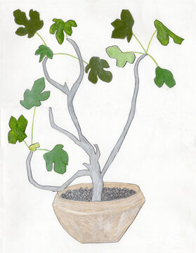 観葉植物＋ベージュ鉢