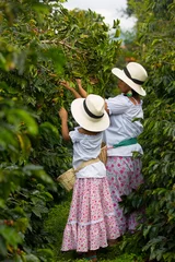 Fototapeten mom and daughter picking up coffee beans in a coffee plantation © Fernando