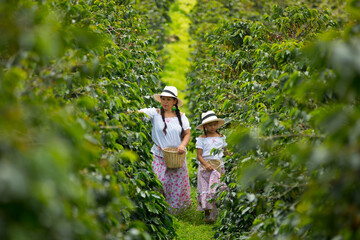 mom and daughter picking up coffee beans in a coffee plantation - obrazy, fototapety, plakaty