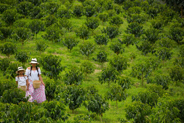 mom and daughter picking up coffee beans in a coffee plantation