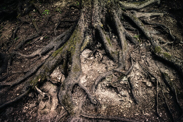 Eerie and gloomy mysterious forest. Gnarled tree roots