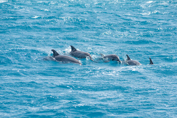 A group of bottlenose dolphins (Tursiops truncatus) swimming in the Hurghada Red sea, Egypt