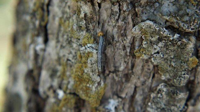 Colorful caterpillar climbs up the trunk of an oak tree. Close-up