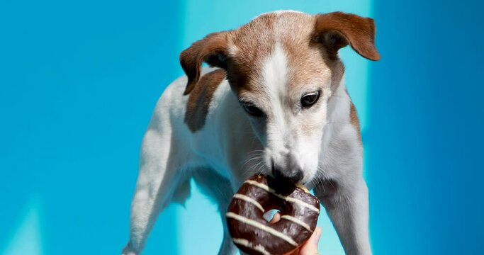 Jack russell terrier dog eating chocolate donut on blue background sunlight
