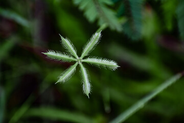 Fototapeta na wymiar egyptian grass star shaped leaf