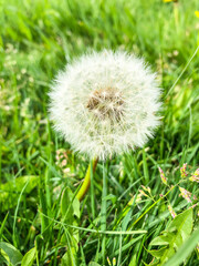 Common dandelion