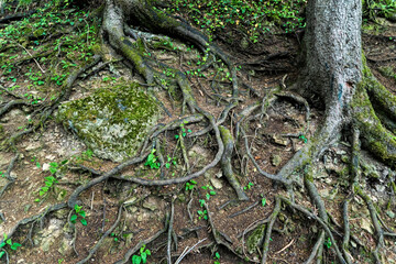Roots of an old elm tree. Forest landscape	