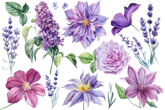 Set of beautiful flowers on isolated white background, watercolor illustration, clematis, rose, lavender and lilac