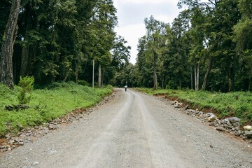 Fototapeta na wymiar Rear view of a hiker in a dirt road in the forest at Mount Kenya National Park