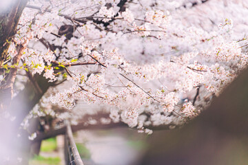 桜