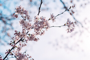 桜