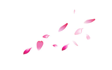 Color Cherry Petal Vector White Background. Pink