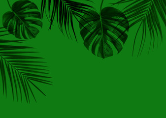 Fototapeta na wymiar Exotic palm leaf on green background.