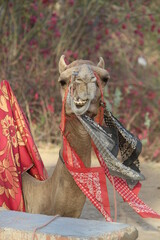 person with a camel