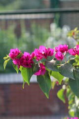 pink flowers in a garden