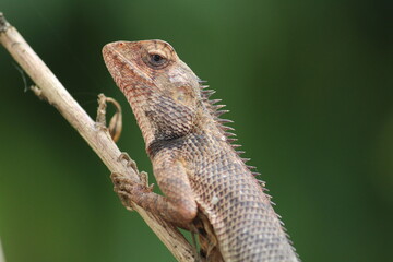 bearded dragon lizard