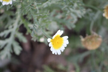 flower in the snow