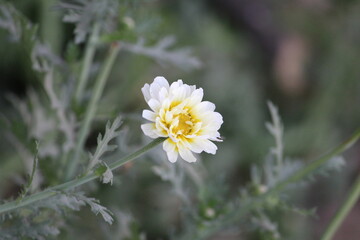 white daisy flower