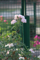 pink flowers in a garden