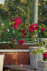 flowers in a garden