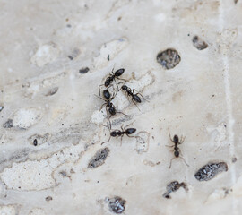 black ants on a light background