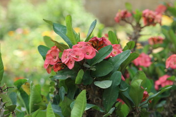 pink roses in a garden