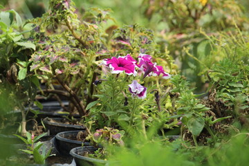 flowers in the forest