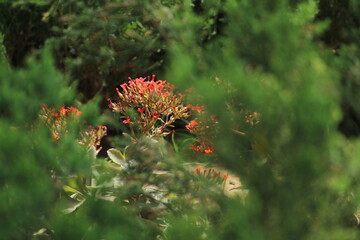 red flowers in the garden