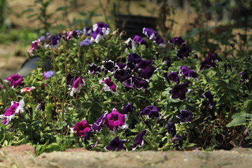 flowers in the garden