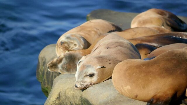 Seals relax on the rock in 4k