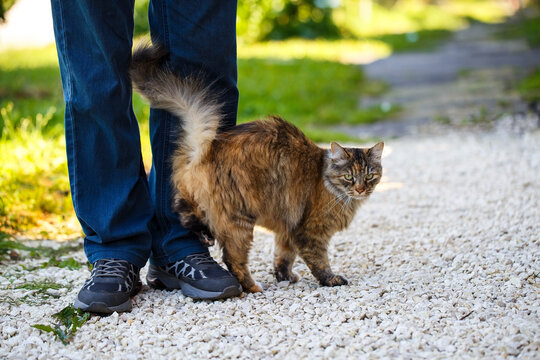 A friendly pet walks with its owner. A kitty is a friend of a person. A cat wipes itself on a man's legs