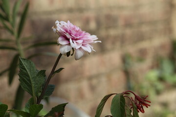 bee on pink flower