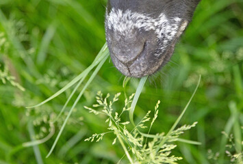 Sheep eating grass
